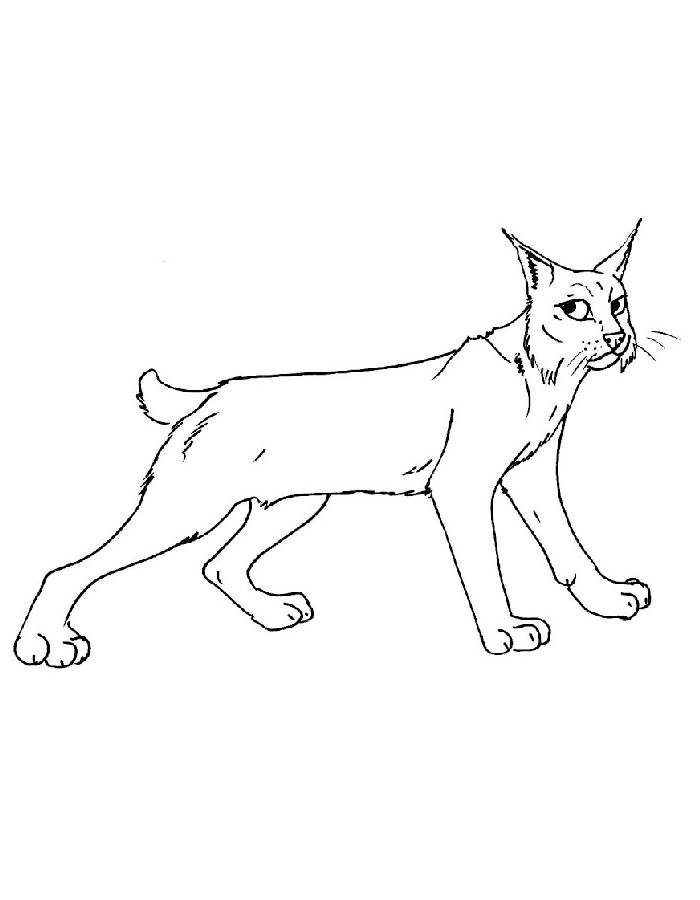 Bobcat Coloring Page