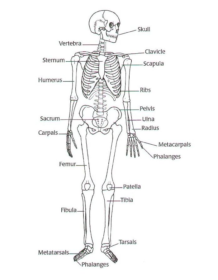 Body System Coloring Page