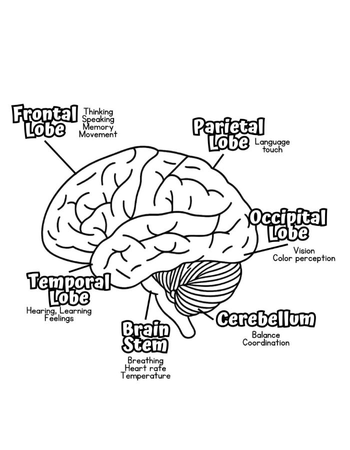 Brain Anatomy Coloring Page