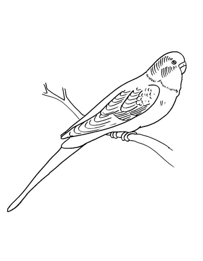 Budgerigar Drawing Easy