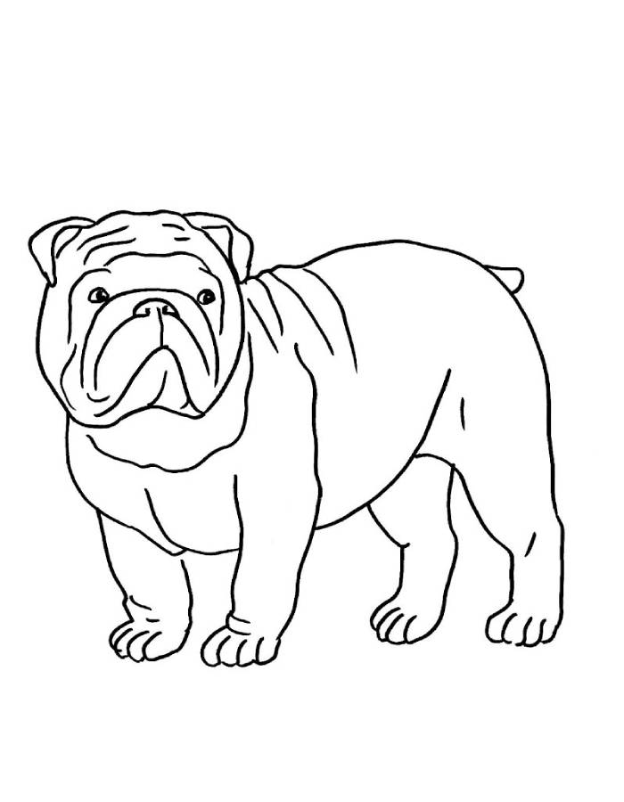 Bulldog Drawing Dog Breed Bulldog Drawing Dog Breed Coloring Page