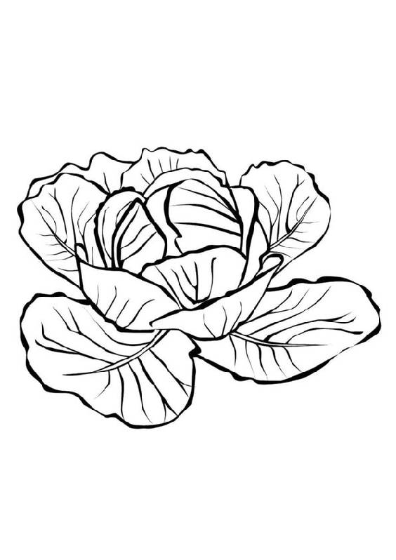 Cabbage coloring page