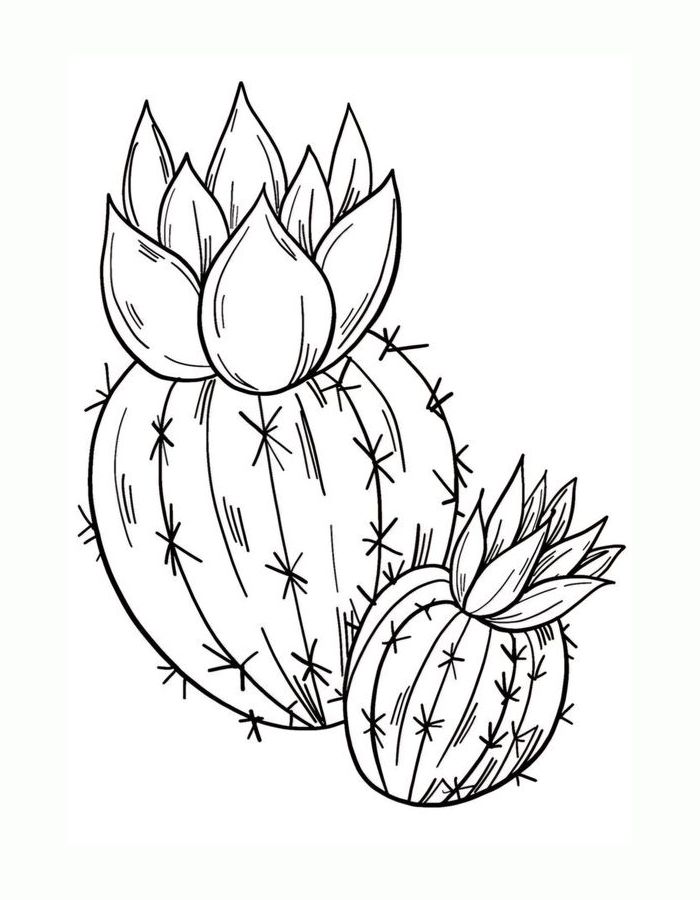 Cactus  coloring page