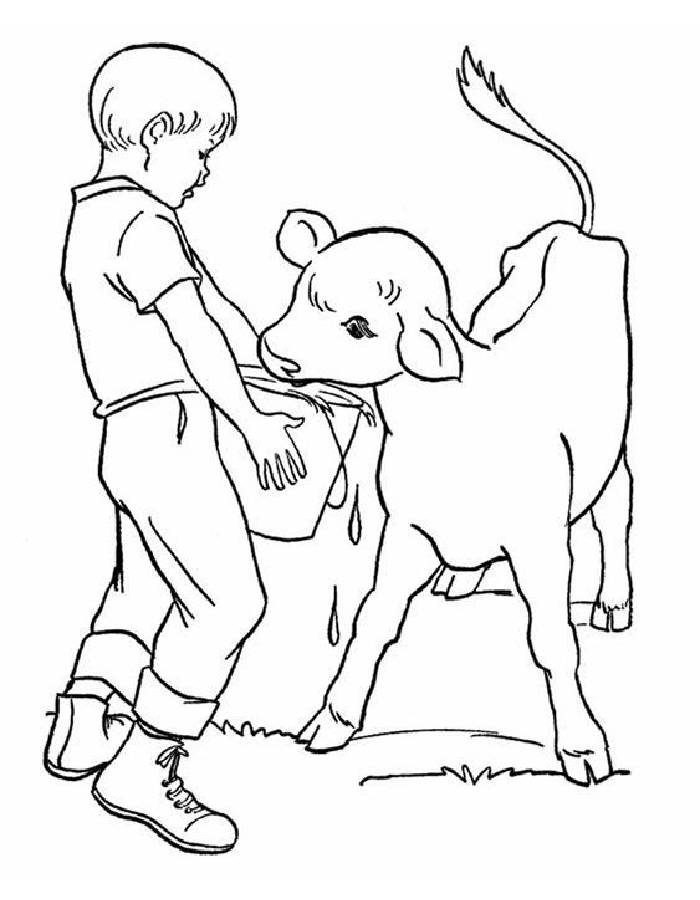 Calf cattle