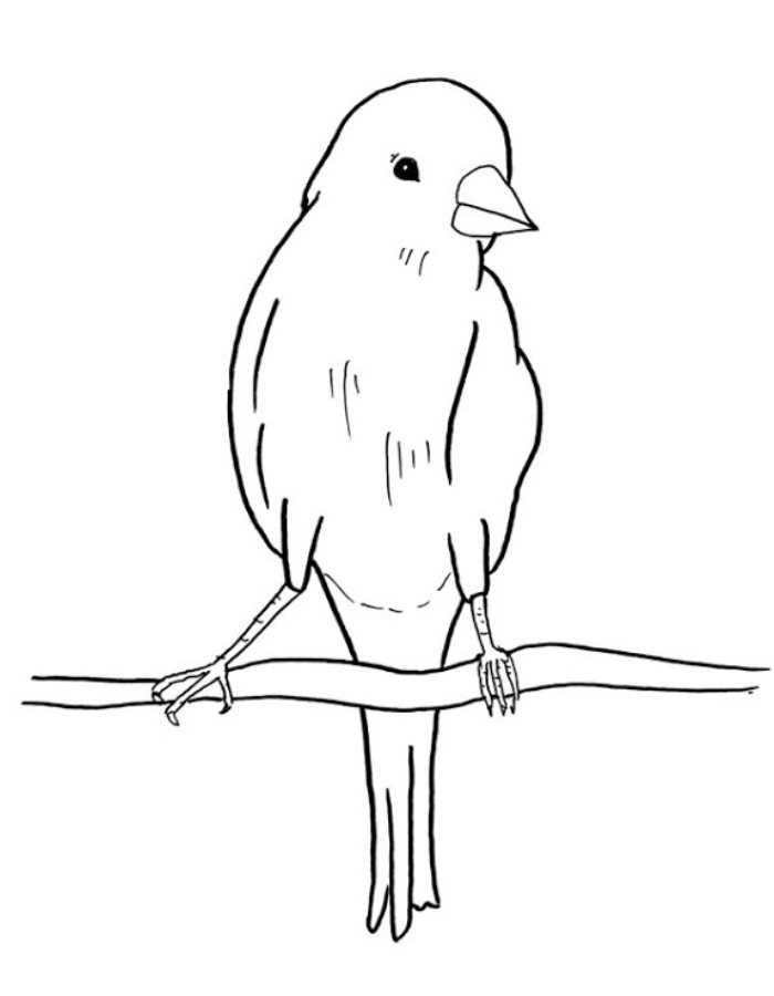 Canary Bird Coloring Page