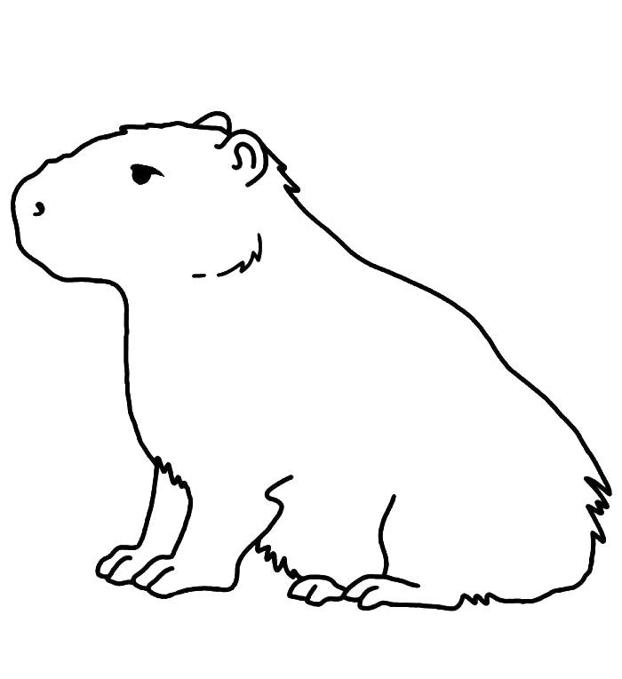 Capybara Coloring Pages : Free Printable PDF Sheets