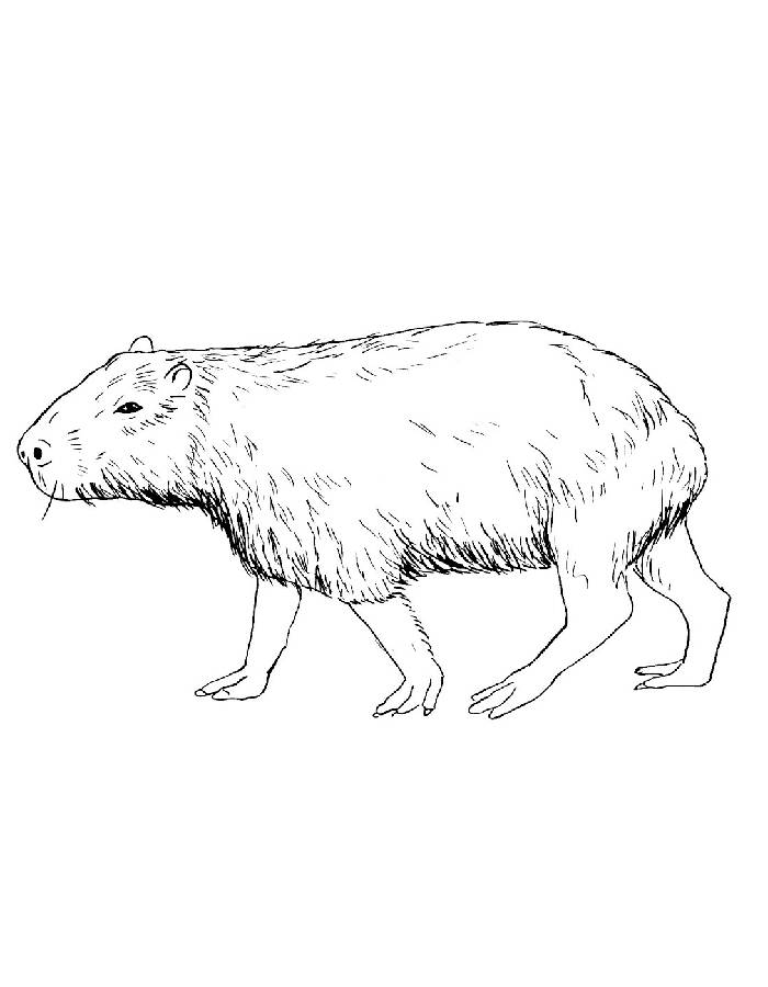 Capybara Drawing Printable Pdf Coloring Page