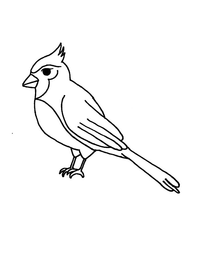 Cardinal Bird Drawing