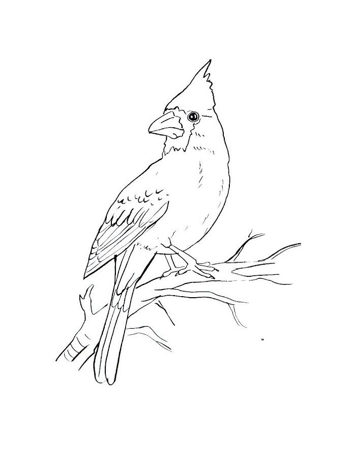 Cardinal Bird Outline For Kids