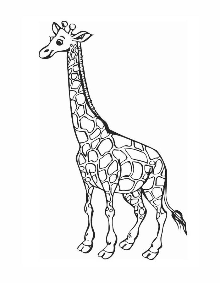 Cartoon Giraffe Colour Coloring Page