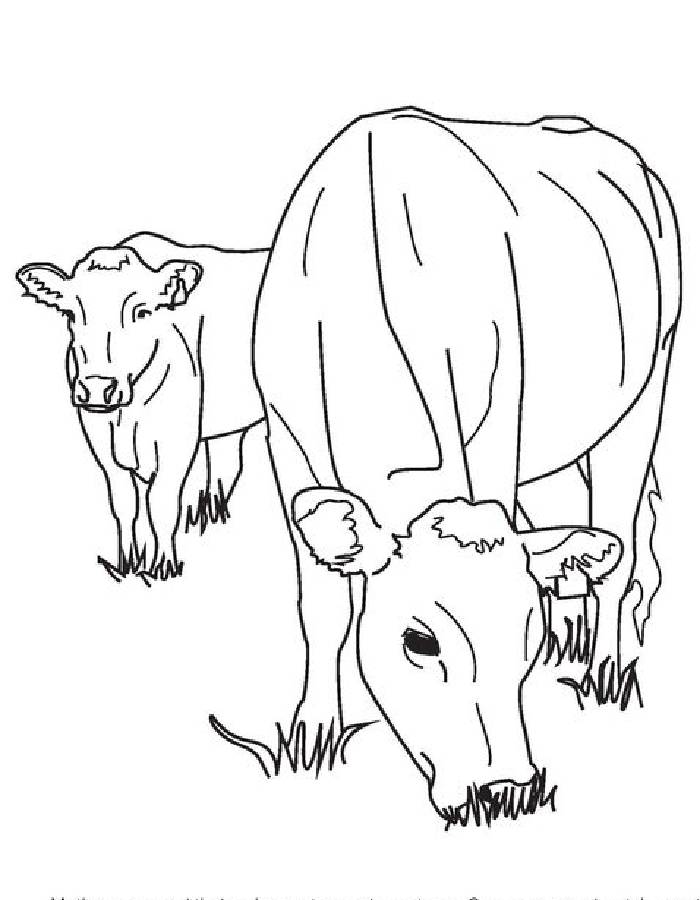 Cattle line art