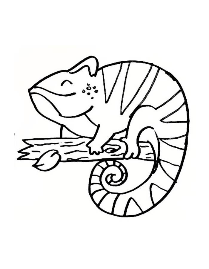 Chameleon For Kids Coloring Page