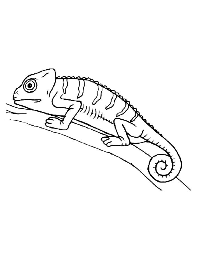 Chameleon I Chameleon Drawing Coloring Page