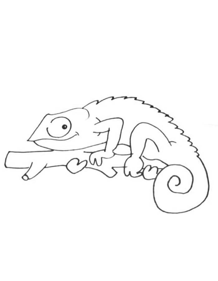 Chameleon Outline Pdf Coloring Page