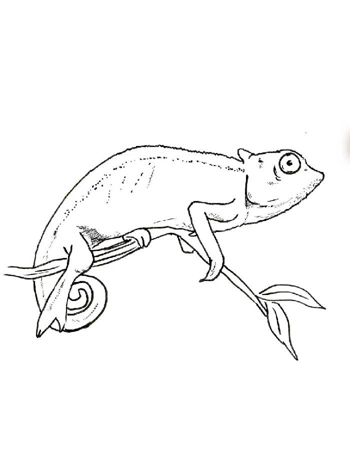 Chameleon Outline Sketch Coloring Page