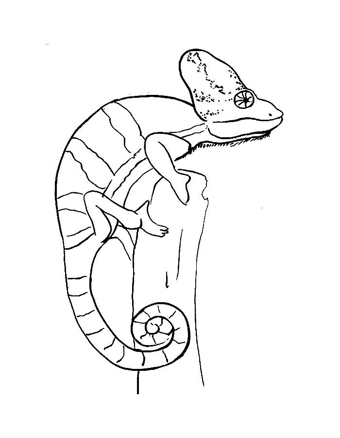 Chameleons Drawing Easy For Kids Coloring Page