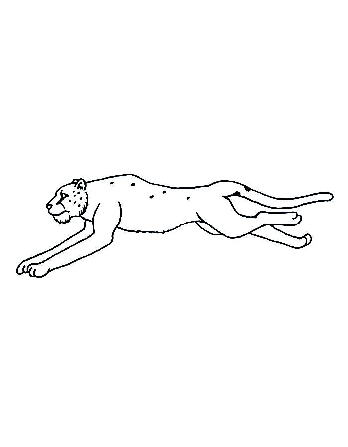 Cheetah Blank Drawing Coloring Page