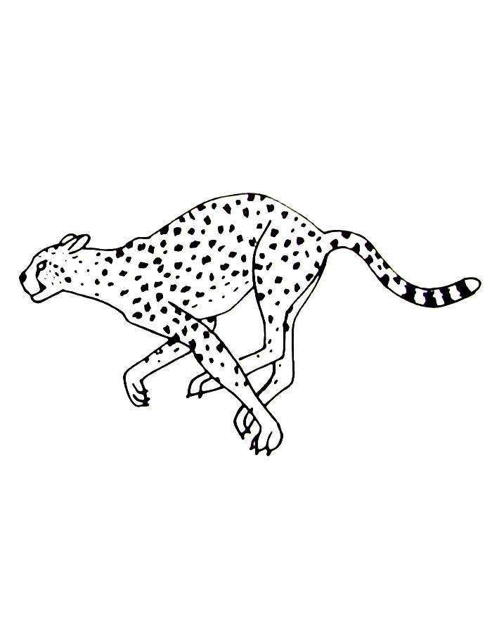 Cheetah Drawing Coloring Page