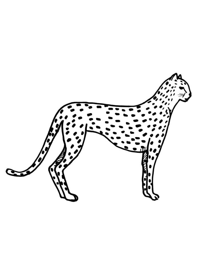 Cheetah Outline Coloring Page