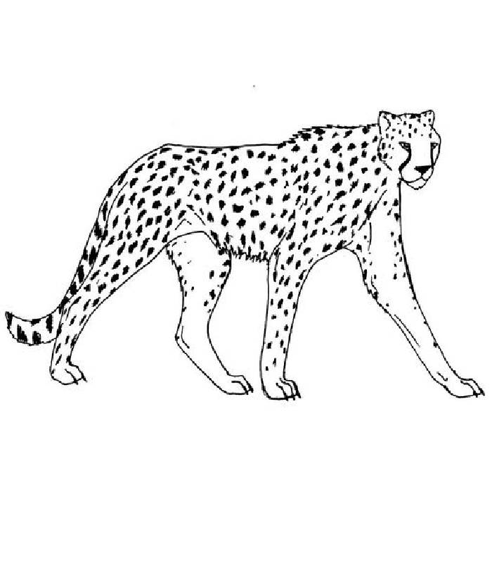 Cheetah Pictures To Print For Free Coloring Page