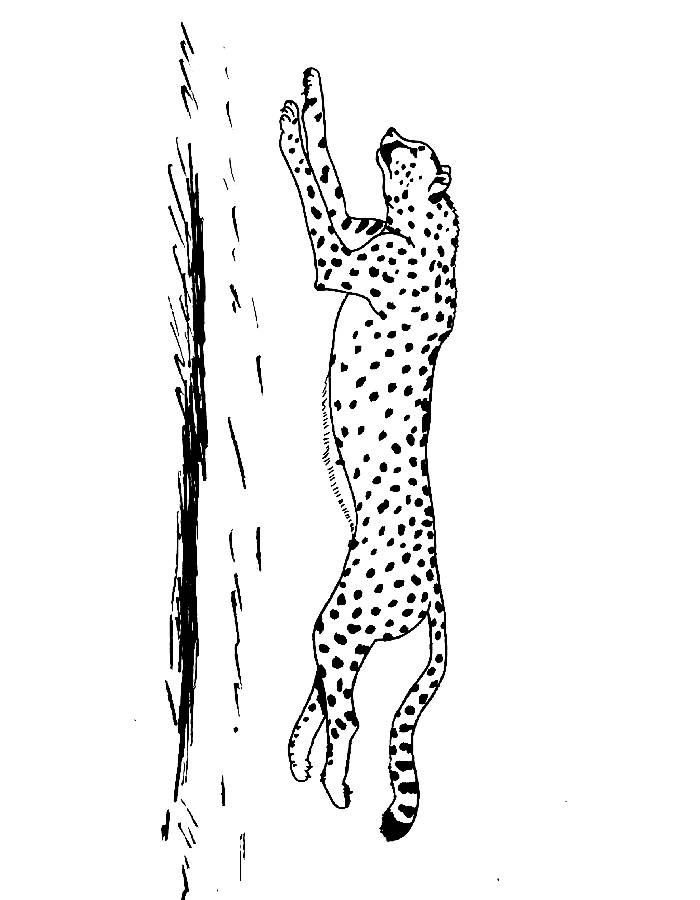 Cheetah Running Coloring Page