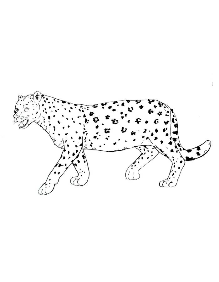 Cheetah To Print Coloring Page