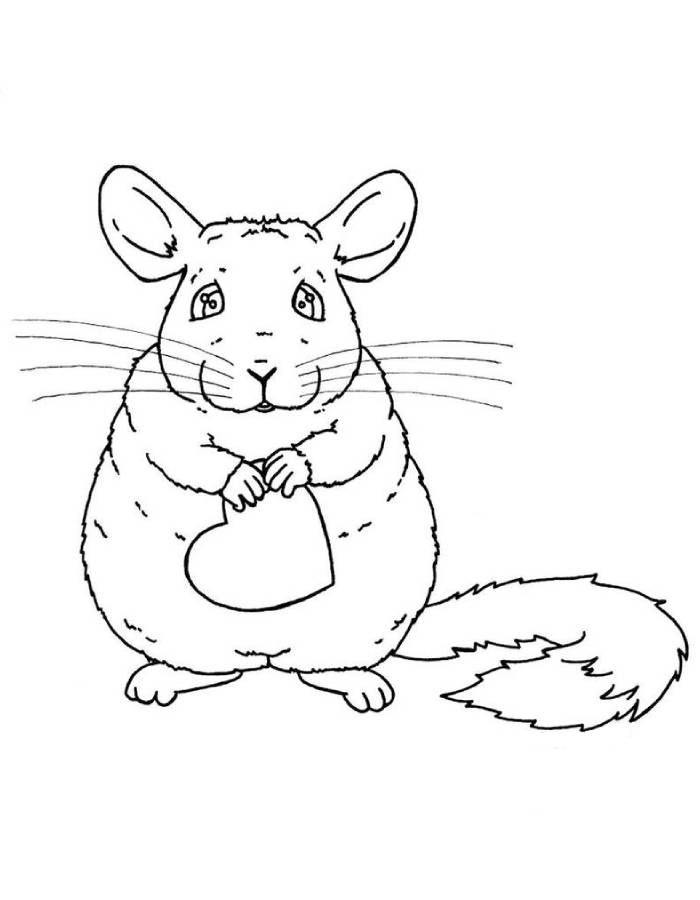 Chinchilla Coloring Page