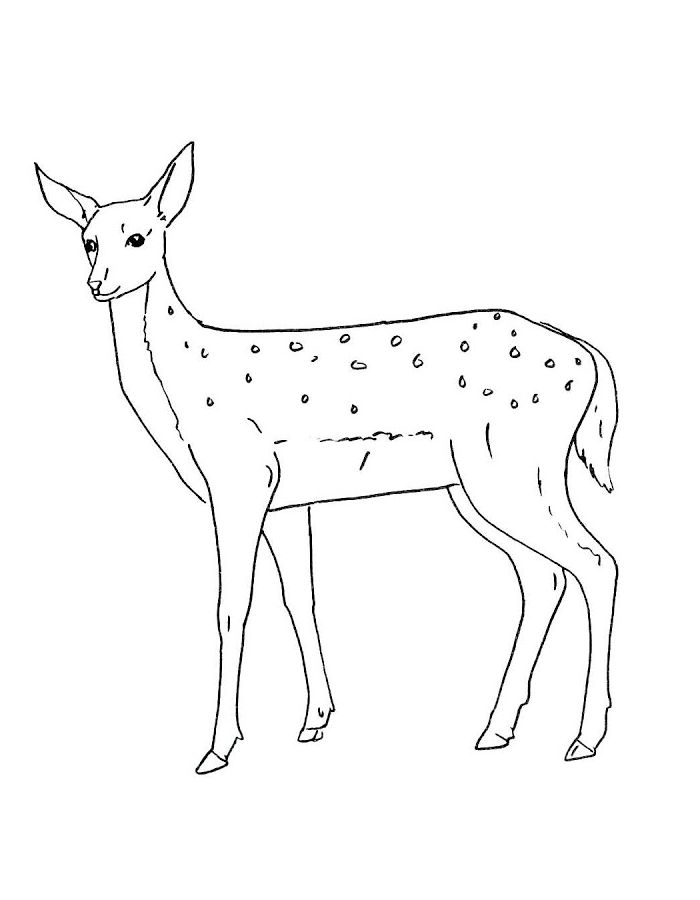 Chital Drawing Coloring Page