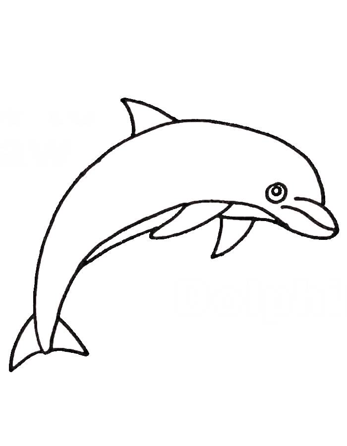 Color Dolphin Pictures Coloring Page