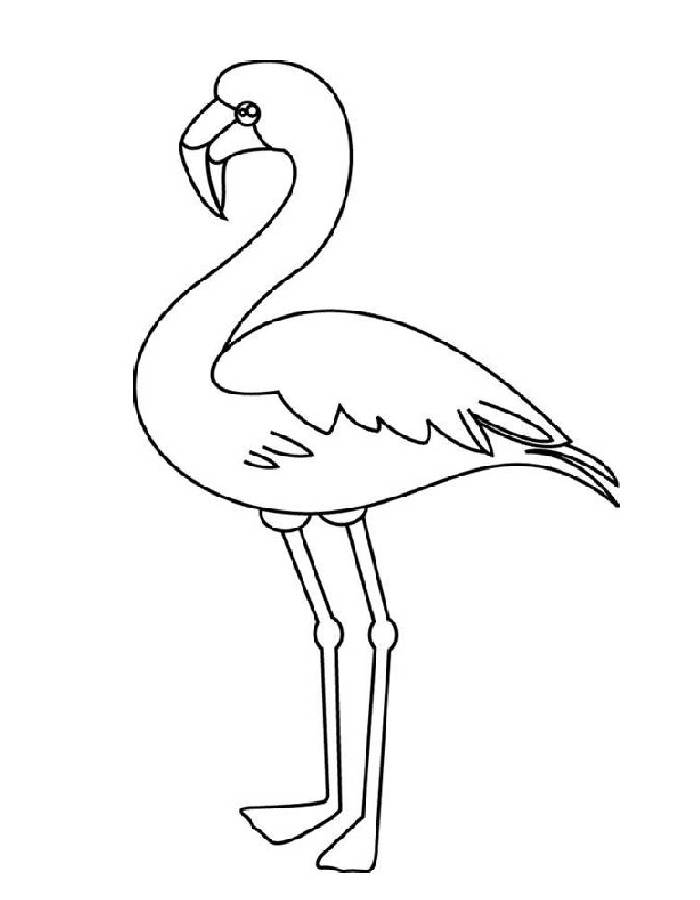 Picture Of A Flamingo
