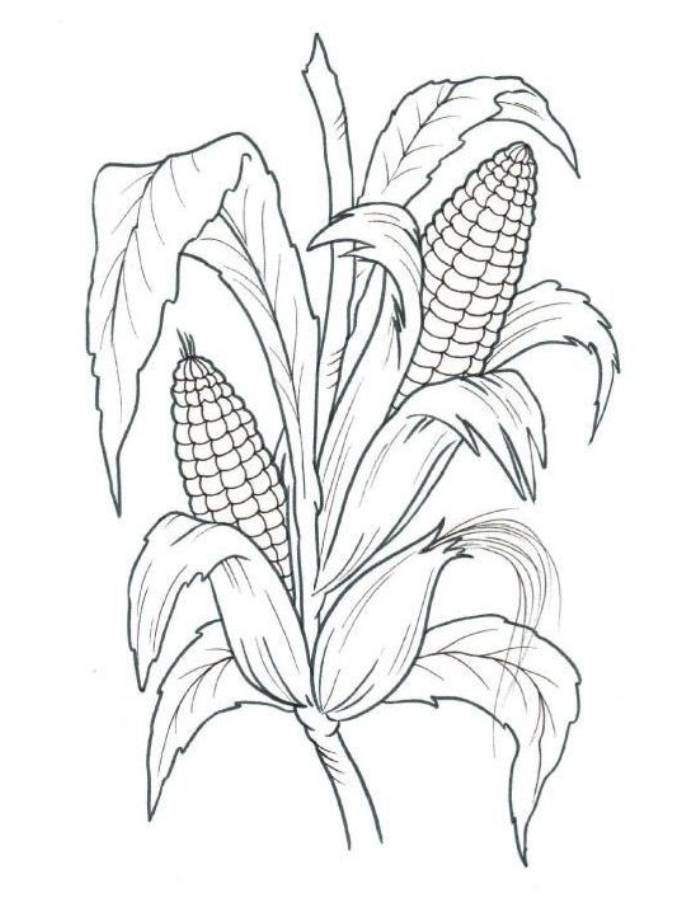 corn coloring picture