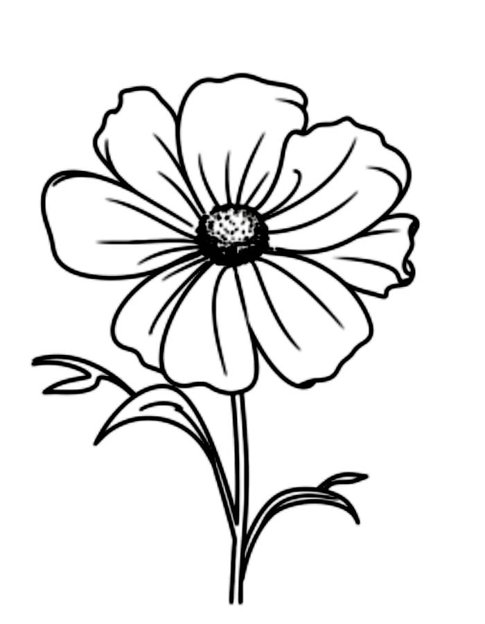 Cosmos Flower Cosmos Flower Coloring Page