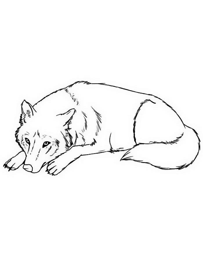 Coyote Coloring Pages