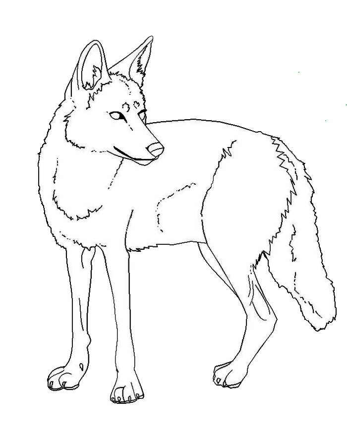 Coyote Drawing Coloring Page