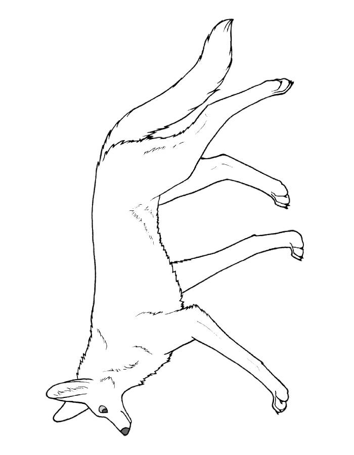 Coyote Line Art Coloring Page