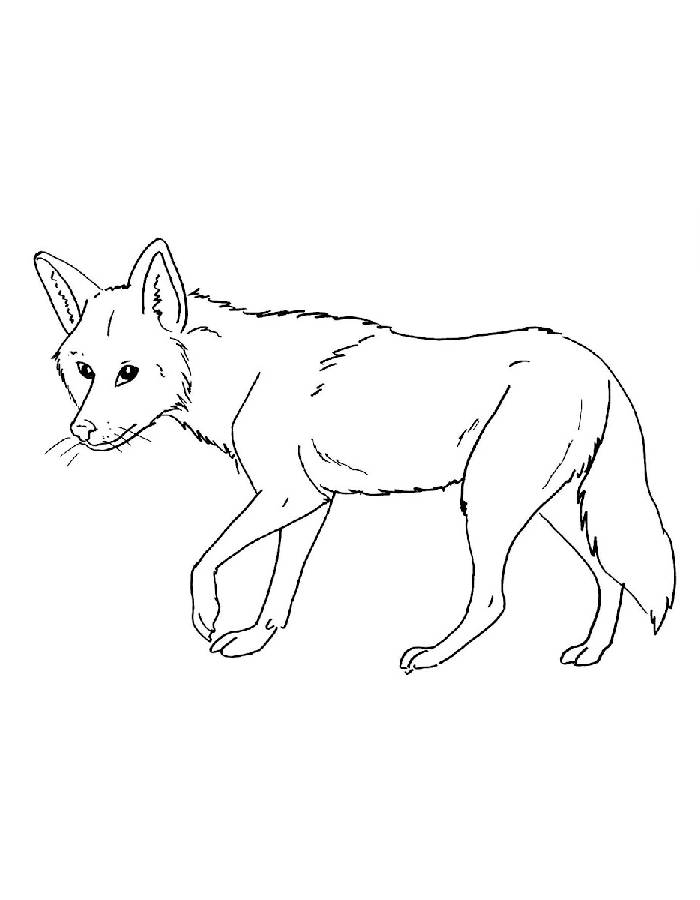 Coyote Outline Drawing Coyote Outline Drawing Coloring Page