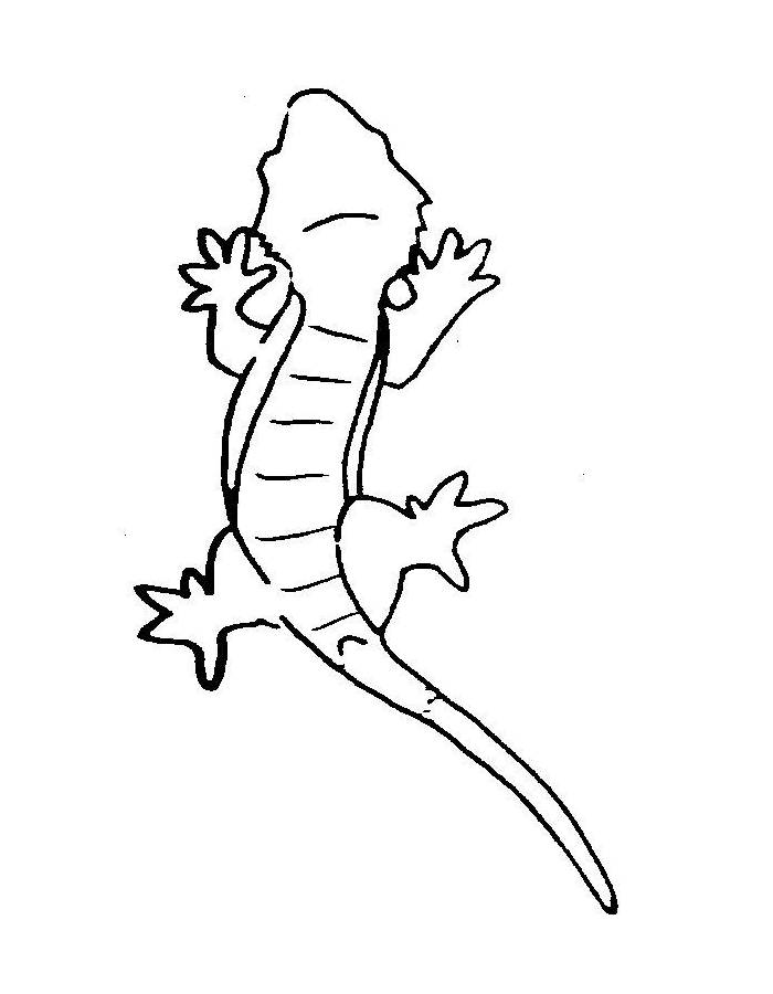 Crested Gecko Sketch Coloring Page