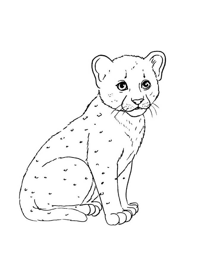 Cute Baby Cheetah Drawing Coloring Page