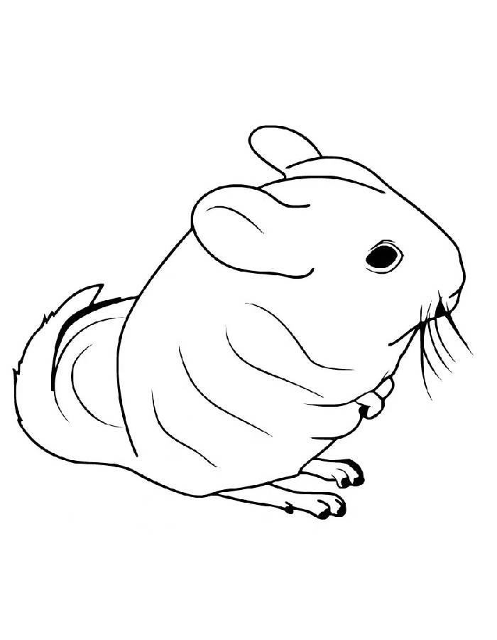 Cute Chinchilla Coloring Page