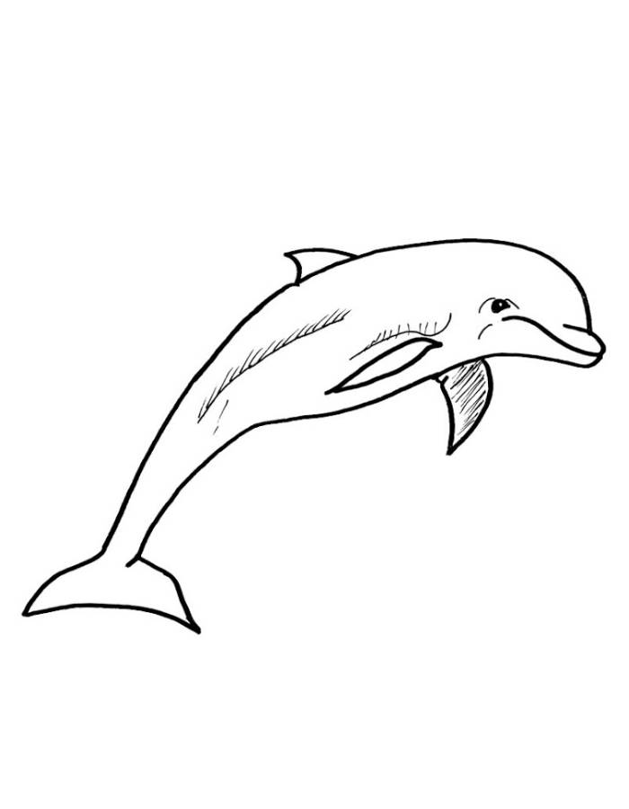 Cute Dolphin Coloring Page