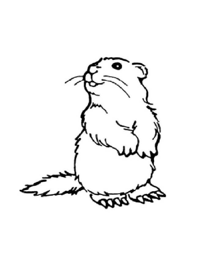 Cute Groundhog Pencil Drawing Coloring Page