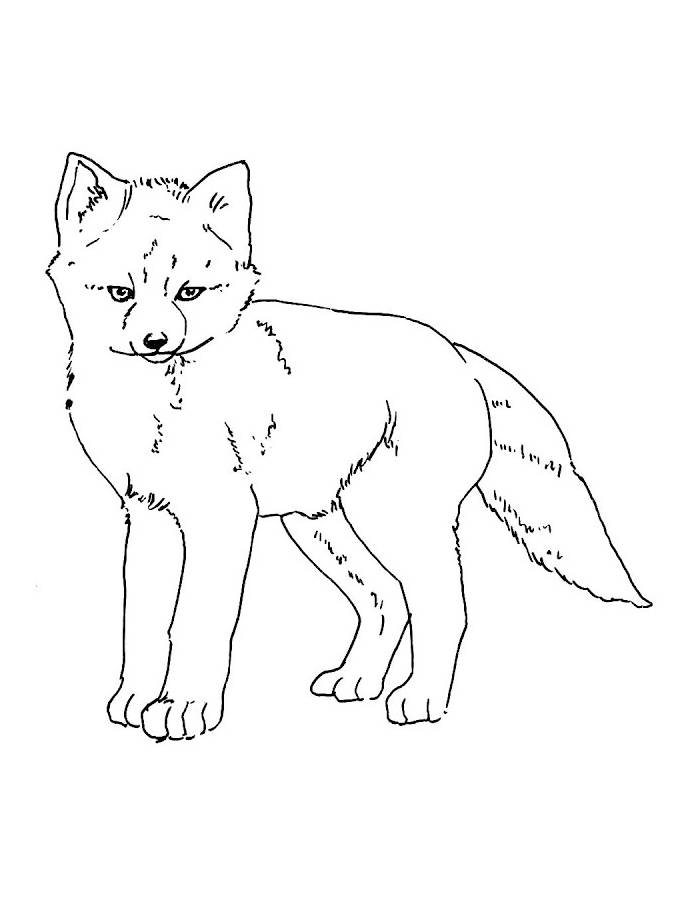 Cute Little Fox Drawing Coloring Page