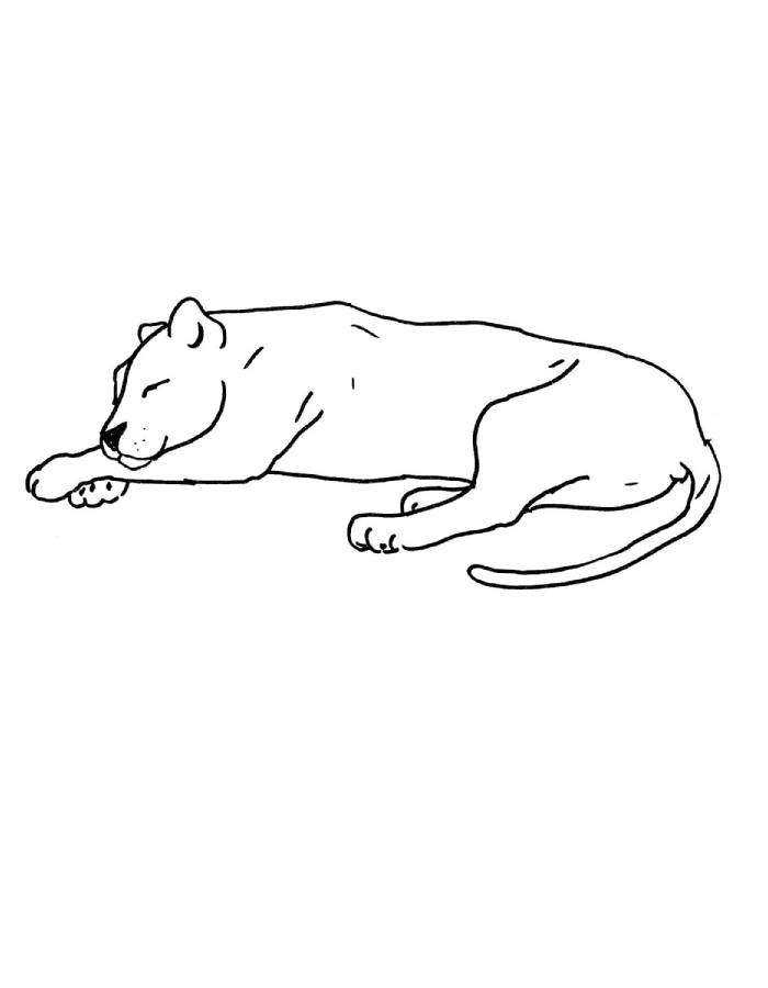 Deep Sleeping Jaguar Outline