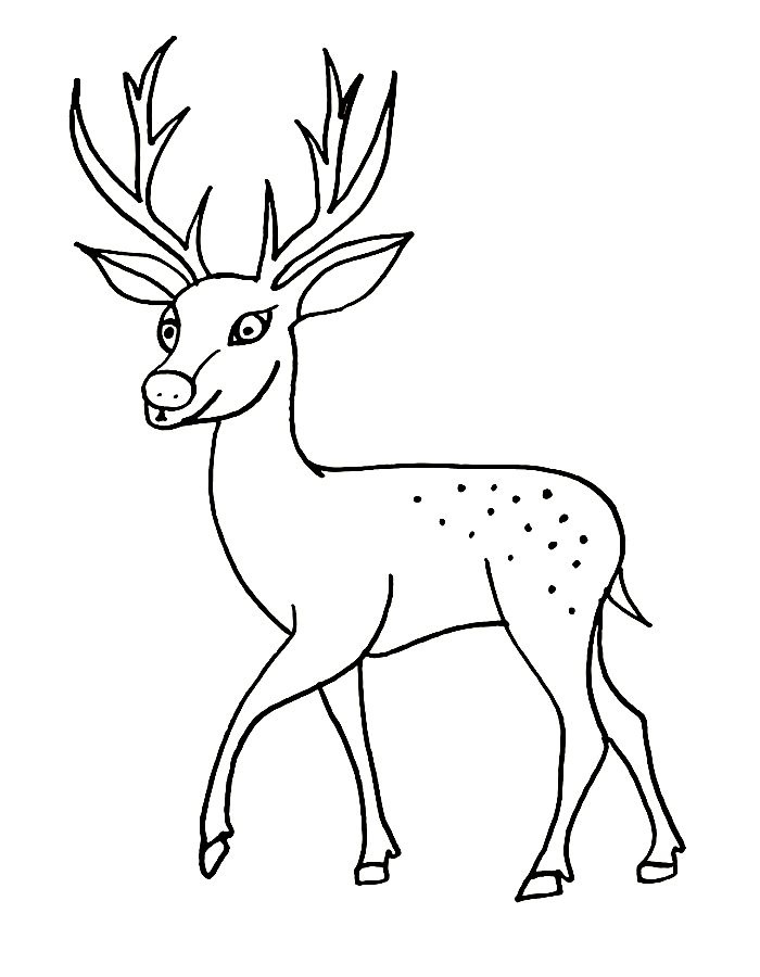 🦌 Deer Drawing Easy Coloring Page