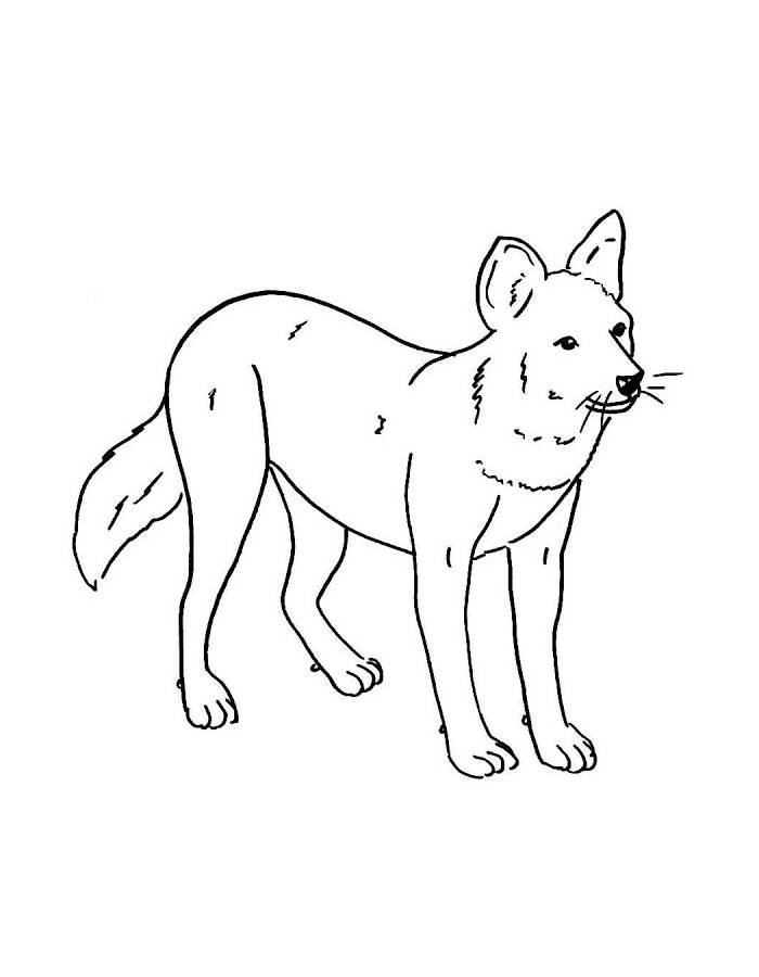 Dhole Coloring Page