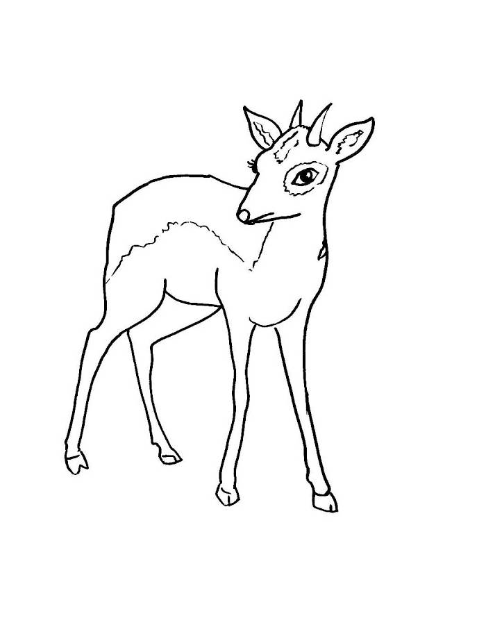Dik Dik Animal