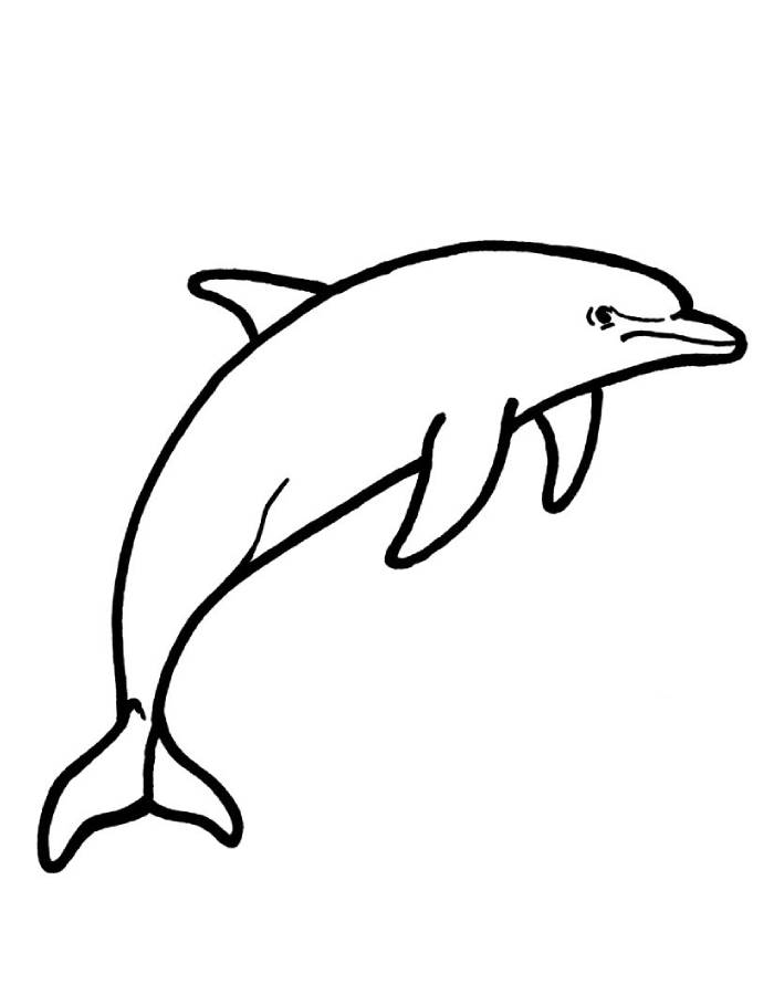 Dolphin Color Drawing Coloring Page