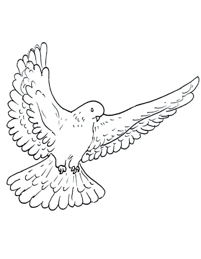 Dove For Adults Coloring Page