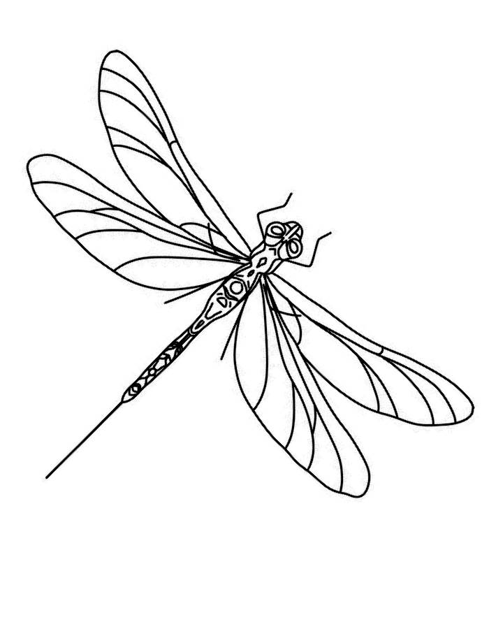 Dragonfly Drawing Coloring Page