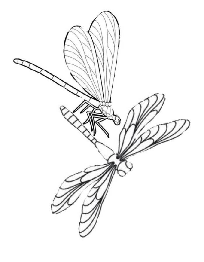 Dragonfly Family Coloring Page